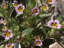 Image of bush monkeyflower