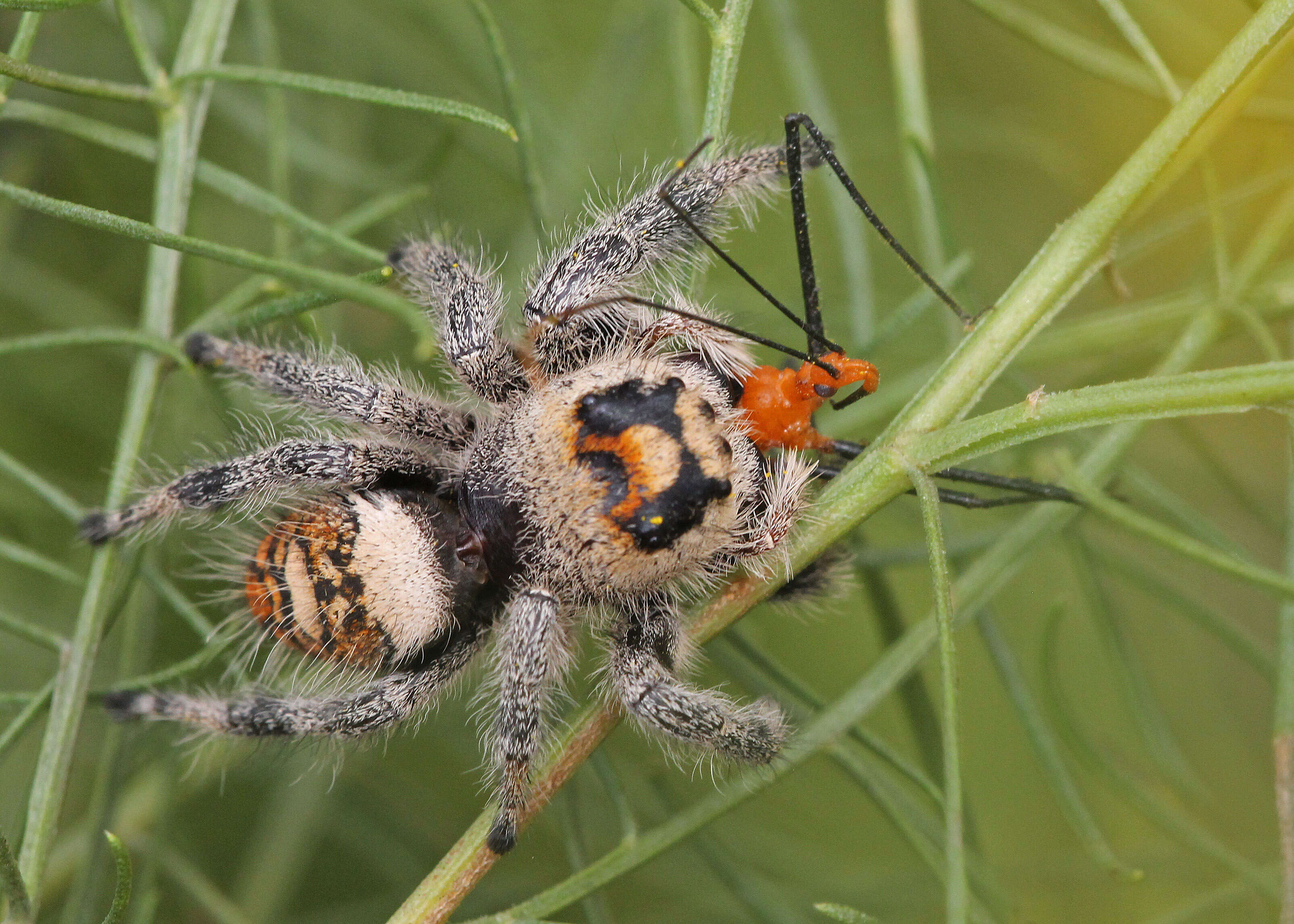 Image of Jumping Spiders
