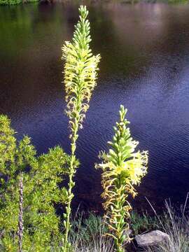 Image of Schott's century plant