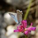 Plebejus anteros (Freyer 1839)的圖片