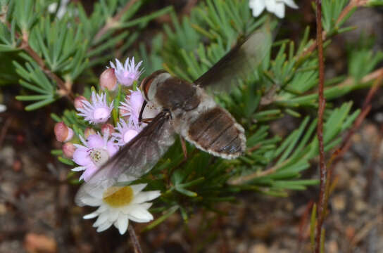 Image of Trichophthalma costalis (Westwood 1835)