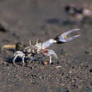 Image of Beebe's Fiddler Crab