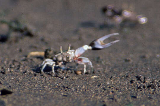 Image of Leptuca beebei (Crane 1941)