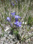 Image of Rocky Mountain Fringed-Gentian