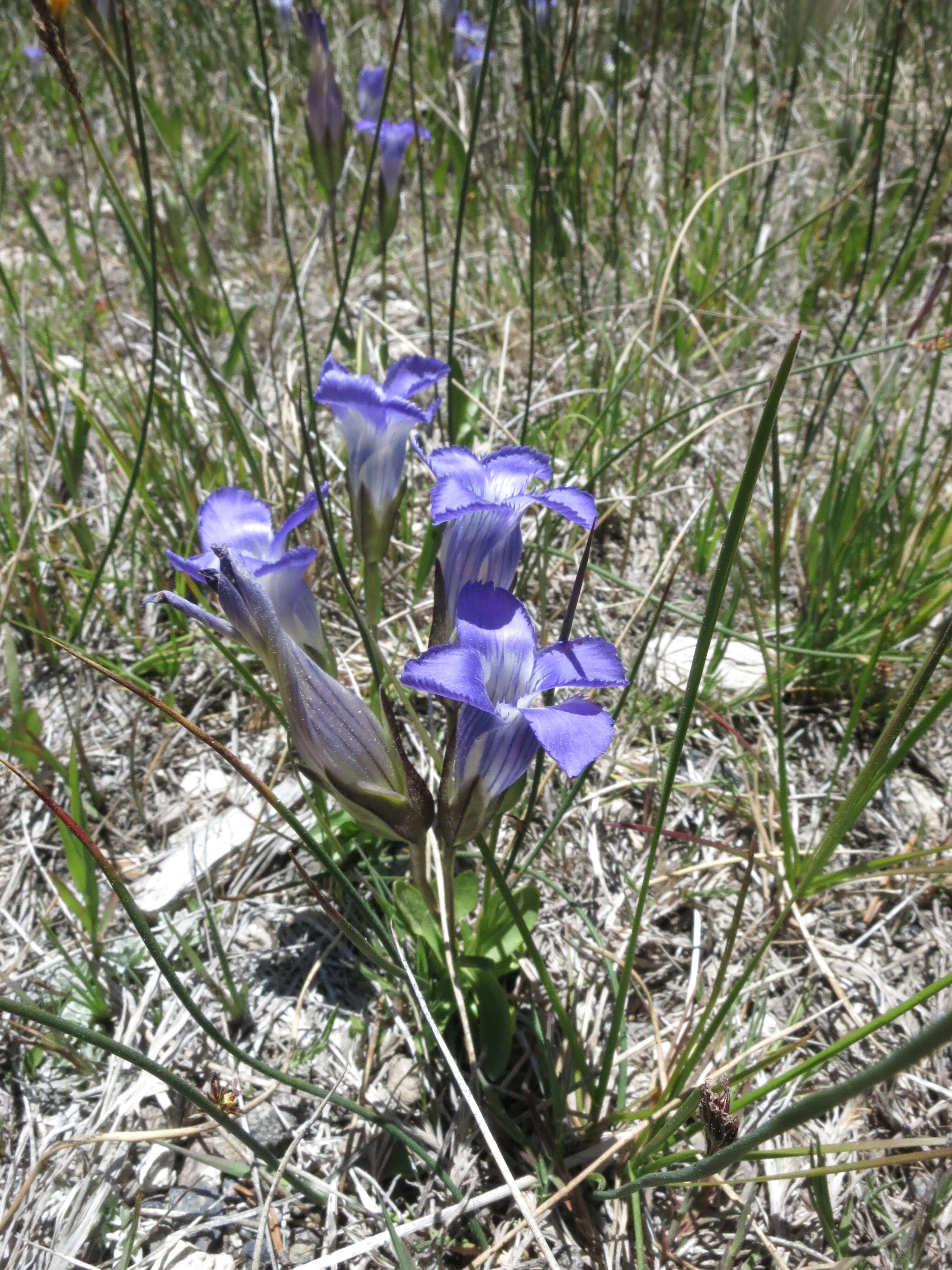 Image of Rocky Mountain Fringed-Gentian