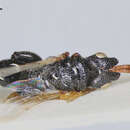 Image of Parasitoid wasp