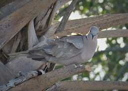 Image of Collared Dove