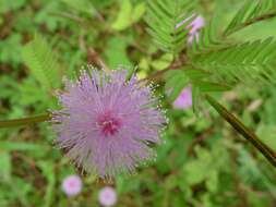 Image of sensitive plant