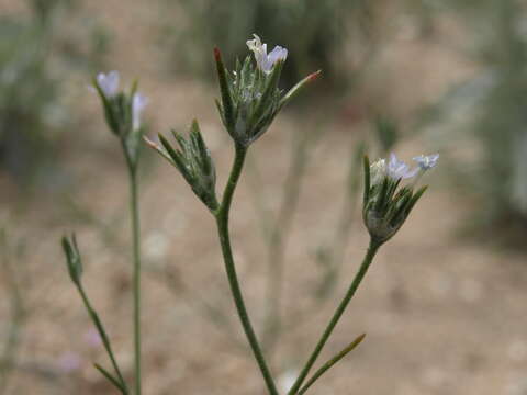 Image of Great Basin woollystar