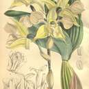 Image of Dendrobium forbesii Ridl.