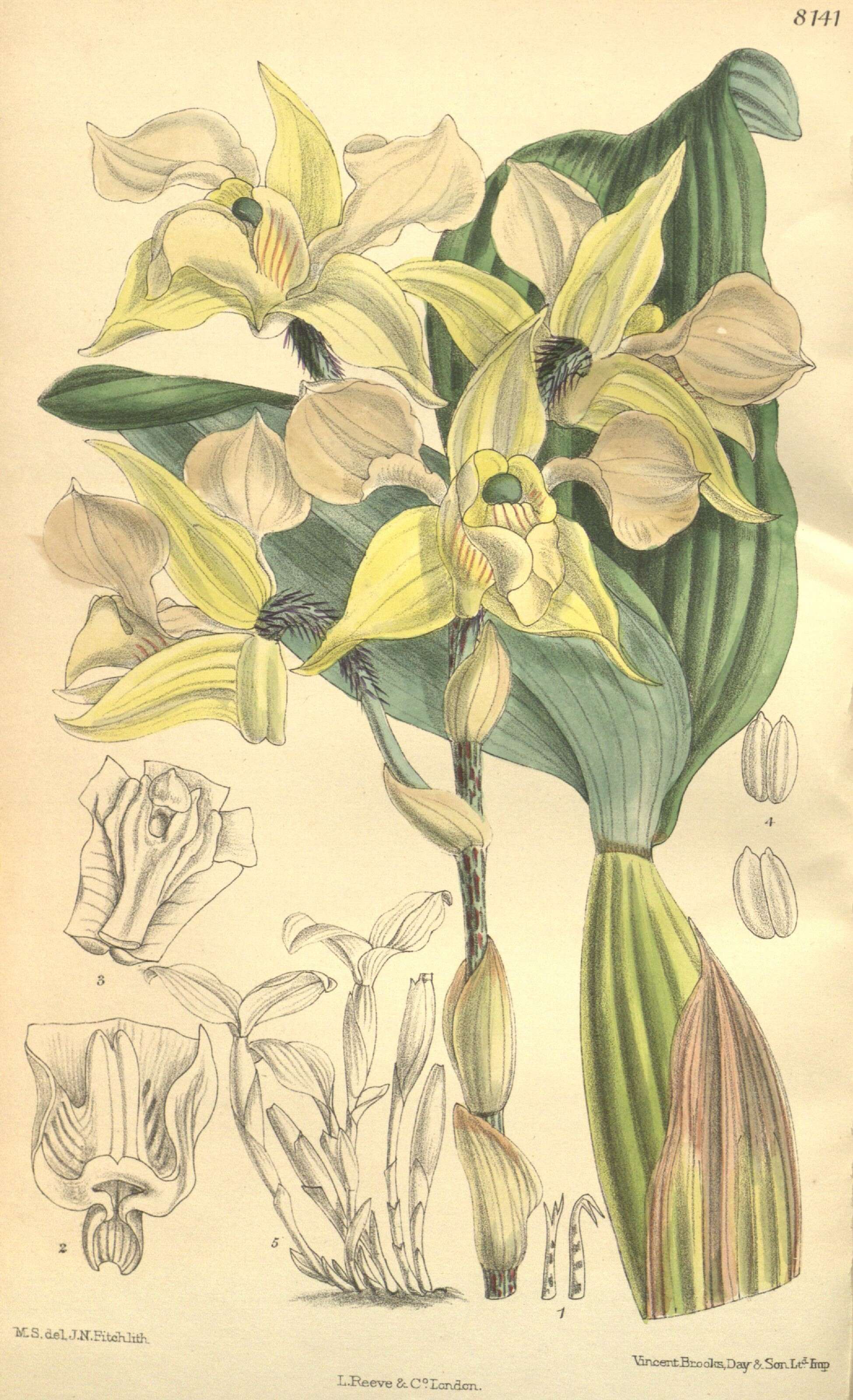 Image of Dendrobium forbesii Ridl.