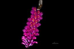 Image of Dendrobium secundum (Blume) Lindl. ex Wall.