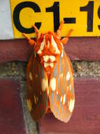 Image of Regal Moth