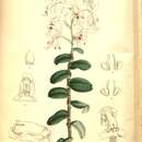 Image of Epidendrum endresii Rchb. fil.