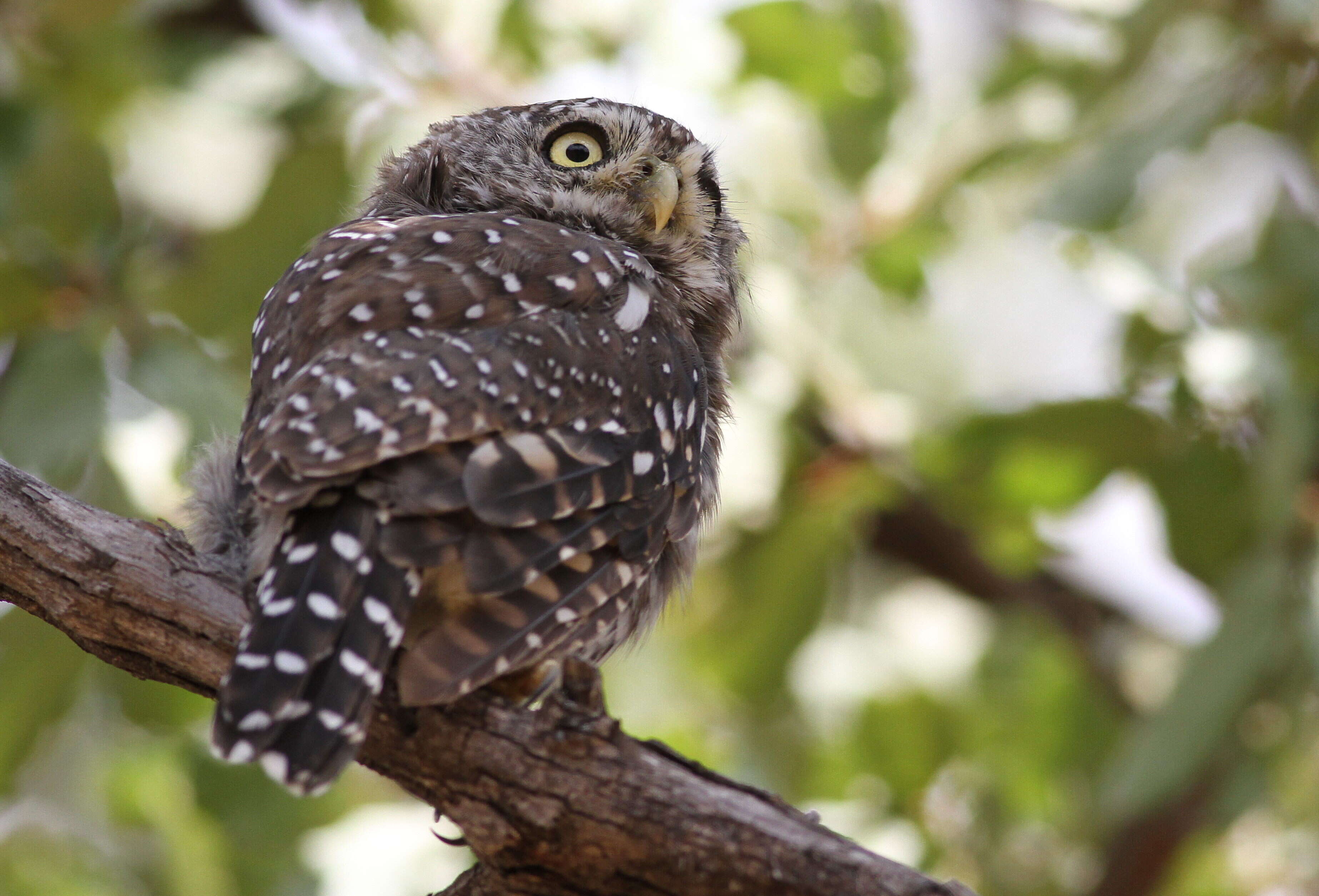 Image of Pearl-spotted Owlet