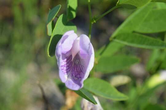 Clitoria mariana L. resmi