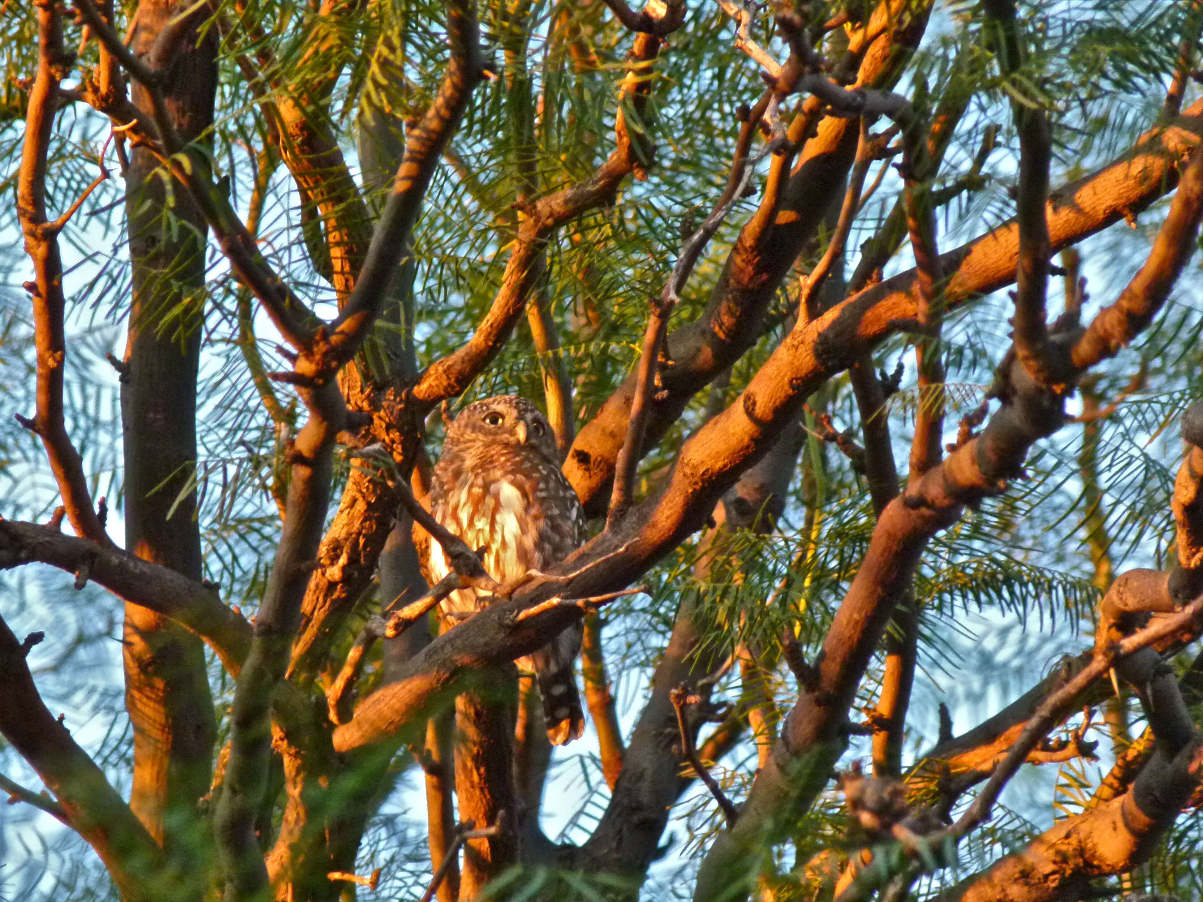 Image of Glaucidium Boie & F 1826