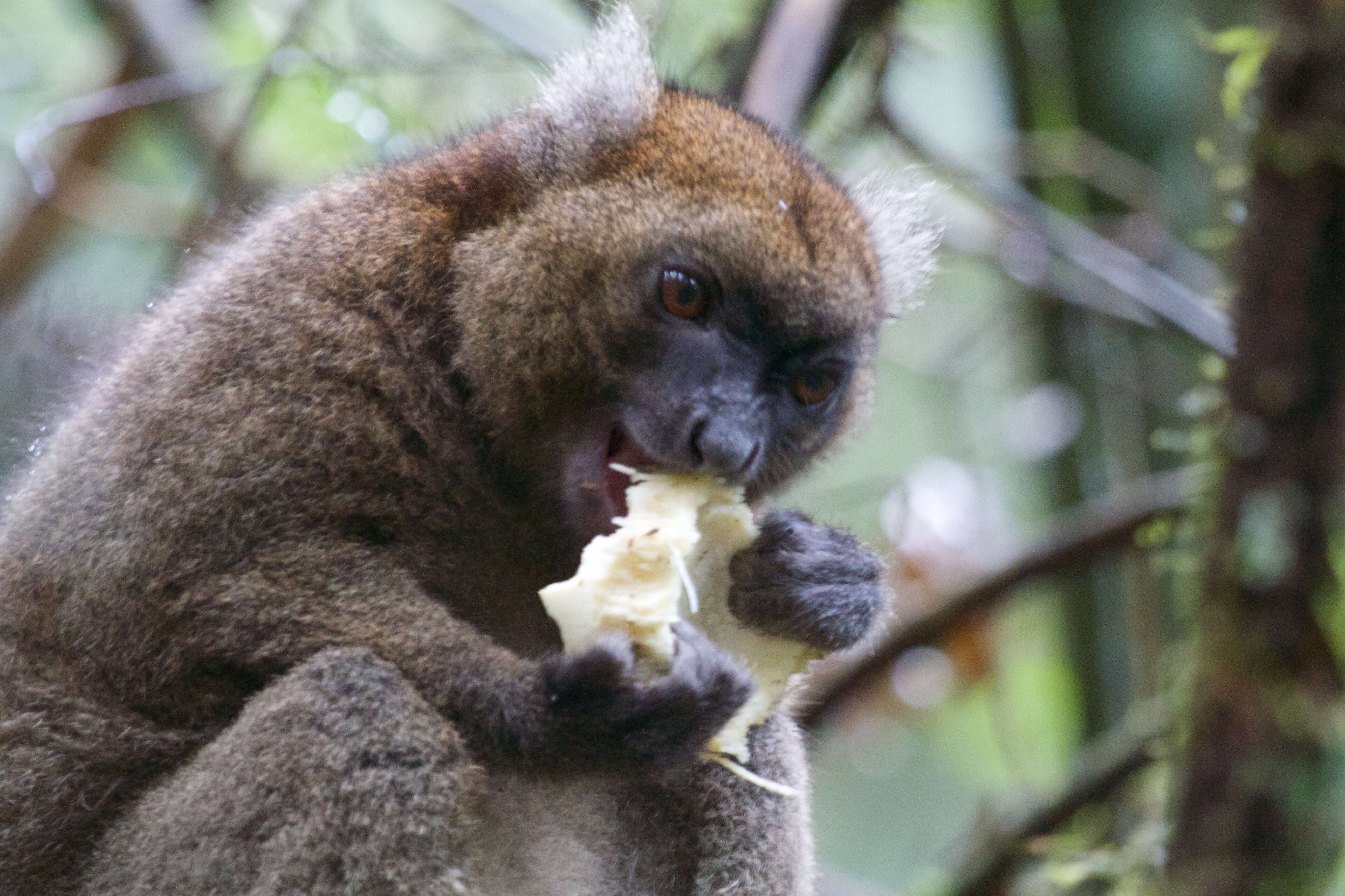 Image de Prolemur Gray 1870