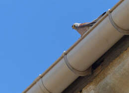 Image of Lesser Kestrel