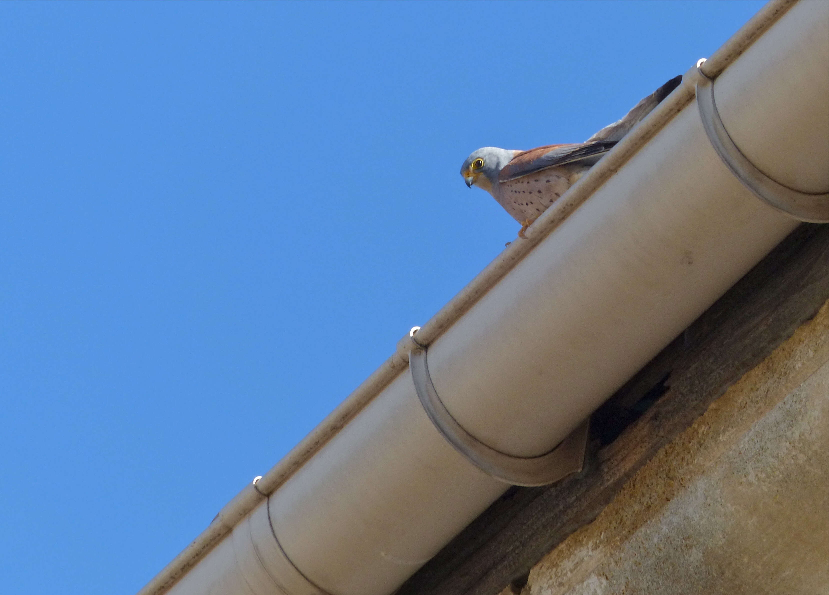 Image of Lesser Kestrel