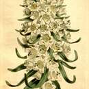 Image de Campanula speciosa subsp. speciosa