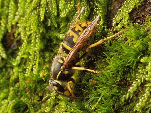 Image of Common wasp