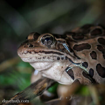 Image of Lithobates Fitzinger 1843