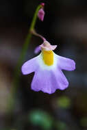 Image of Utricularia striatula J. E. Smith