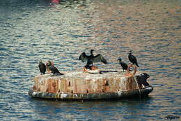 Image of Black Shag