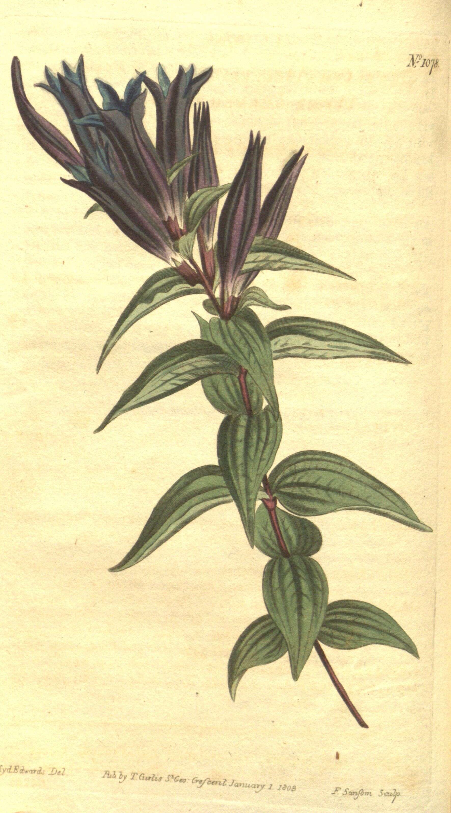 Image of Gentiana asclepiadea L.