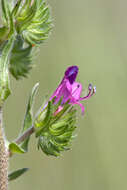 Image of viper's bugloss