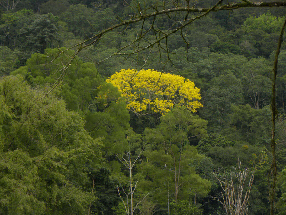 Plancia ëd Schizolobium