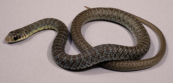 Image of Eastern Racer