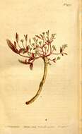 Sivun Euphorbia ipecacuanhae L. kuva