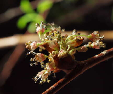 Image of Eurasian elm