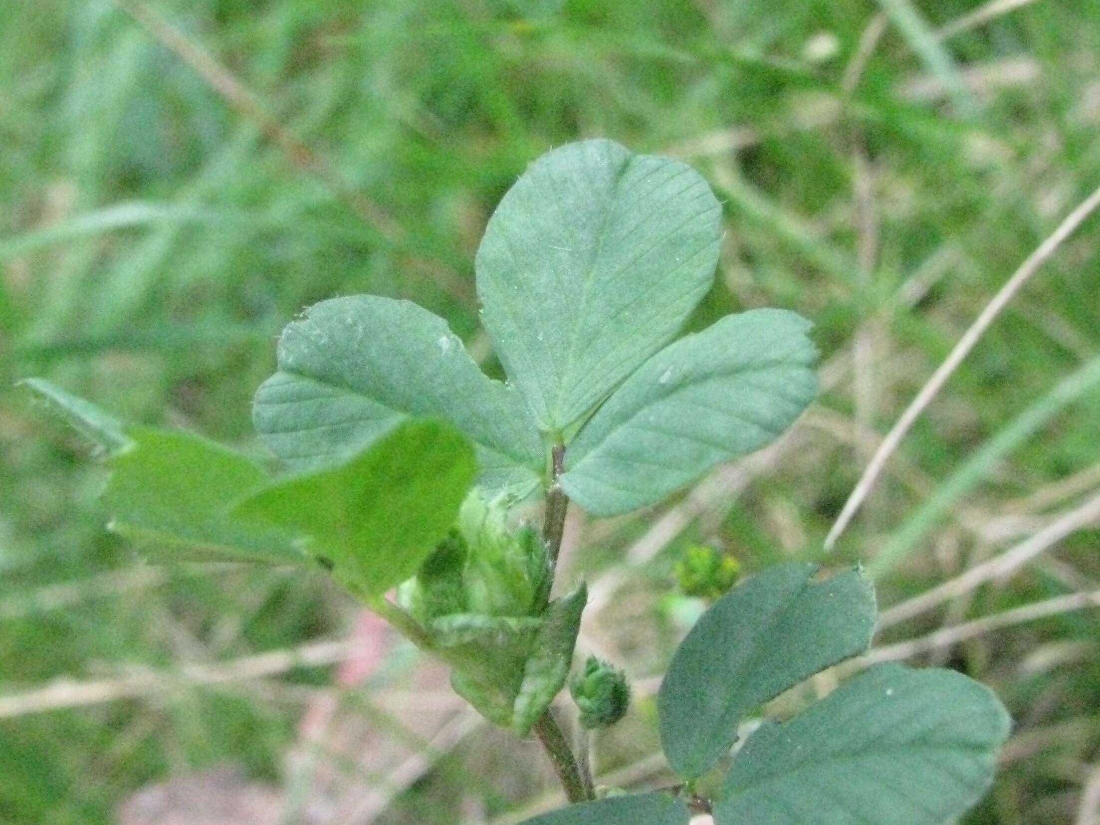 Image of Medick