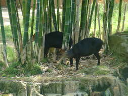 Image of Black Duiker