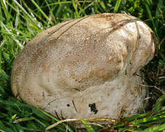 Image of Calvatia gigantea (Batsch) Lloyd 1904