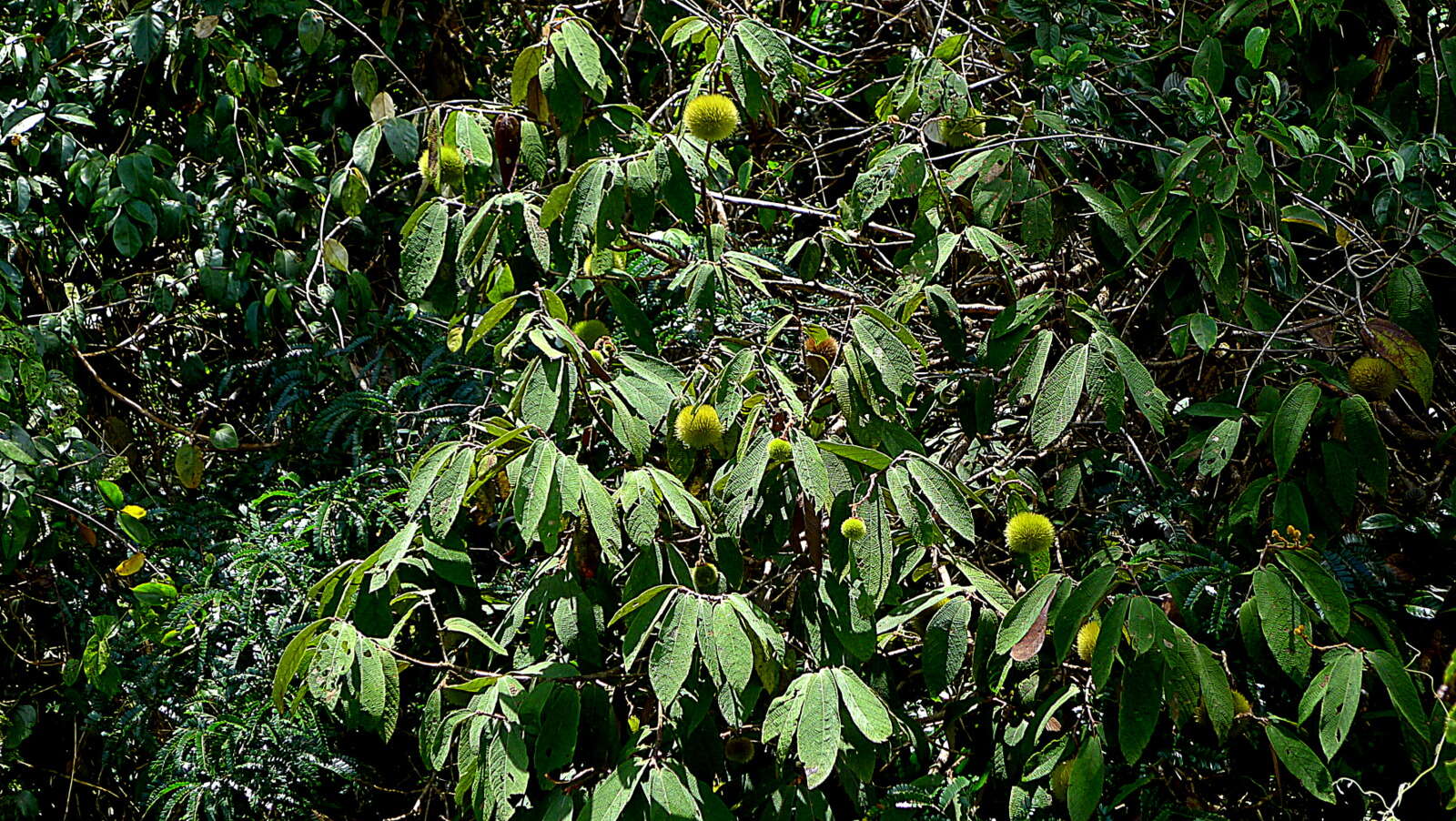 Image of Apeiba tibourbou Aubl.