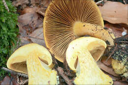 Image of Cortinarius meinhardii Bon 1986