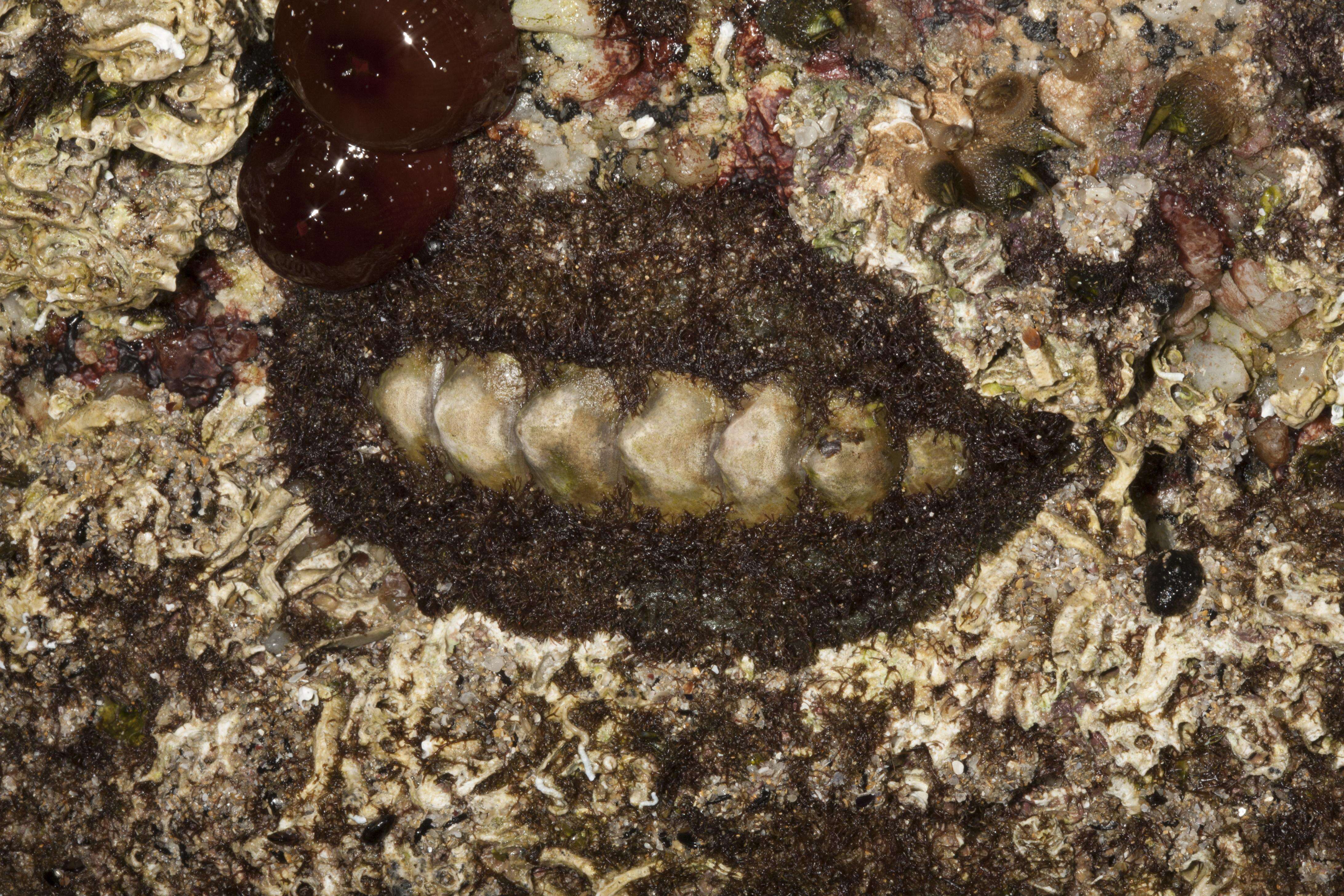 Image of chitons