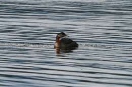 Image of Red-necked Grebe