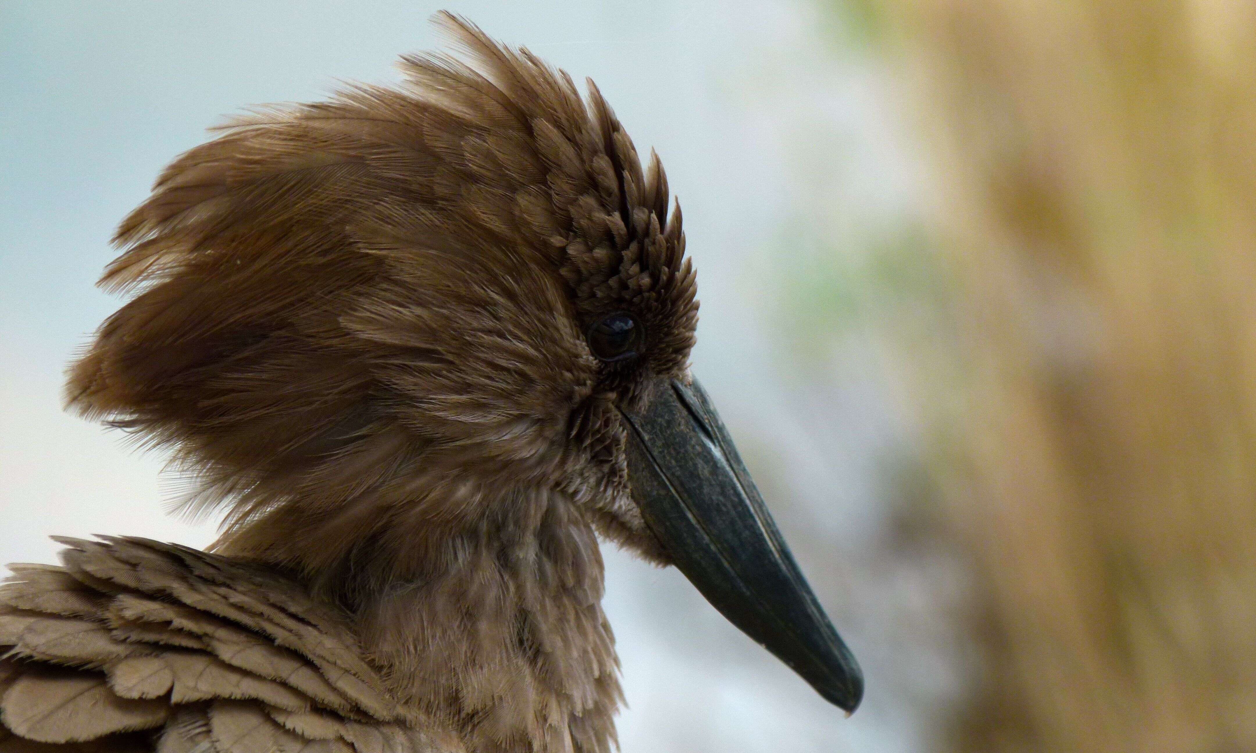 Image of hamerkop