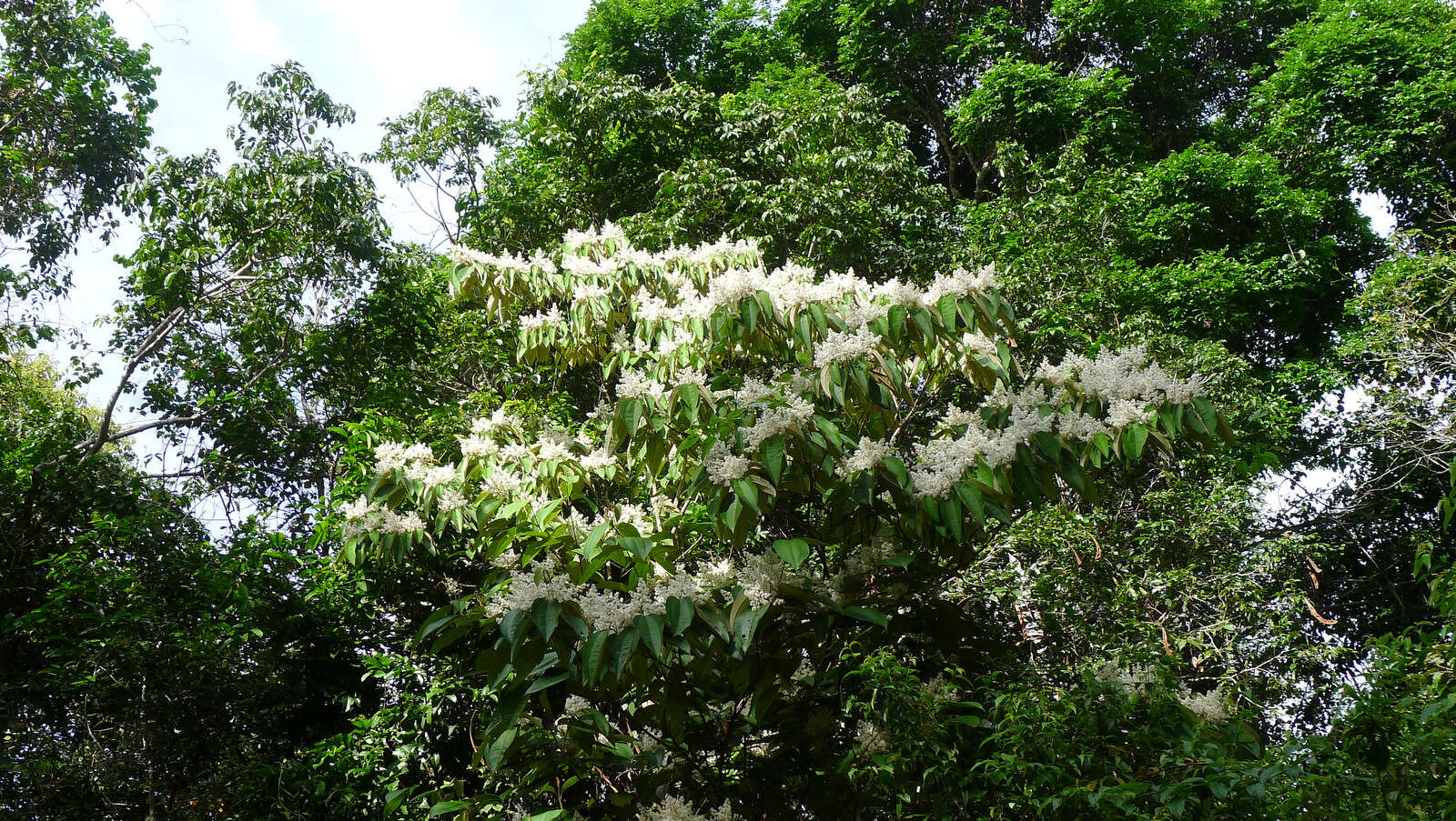 Image of Miconia hypoleuca (Benth.) Triana