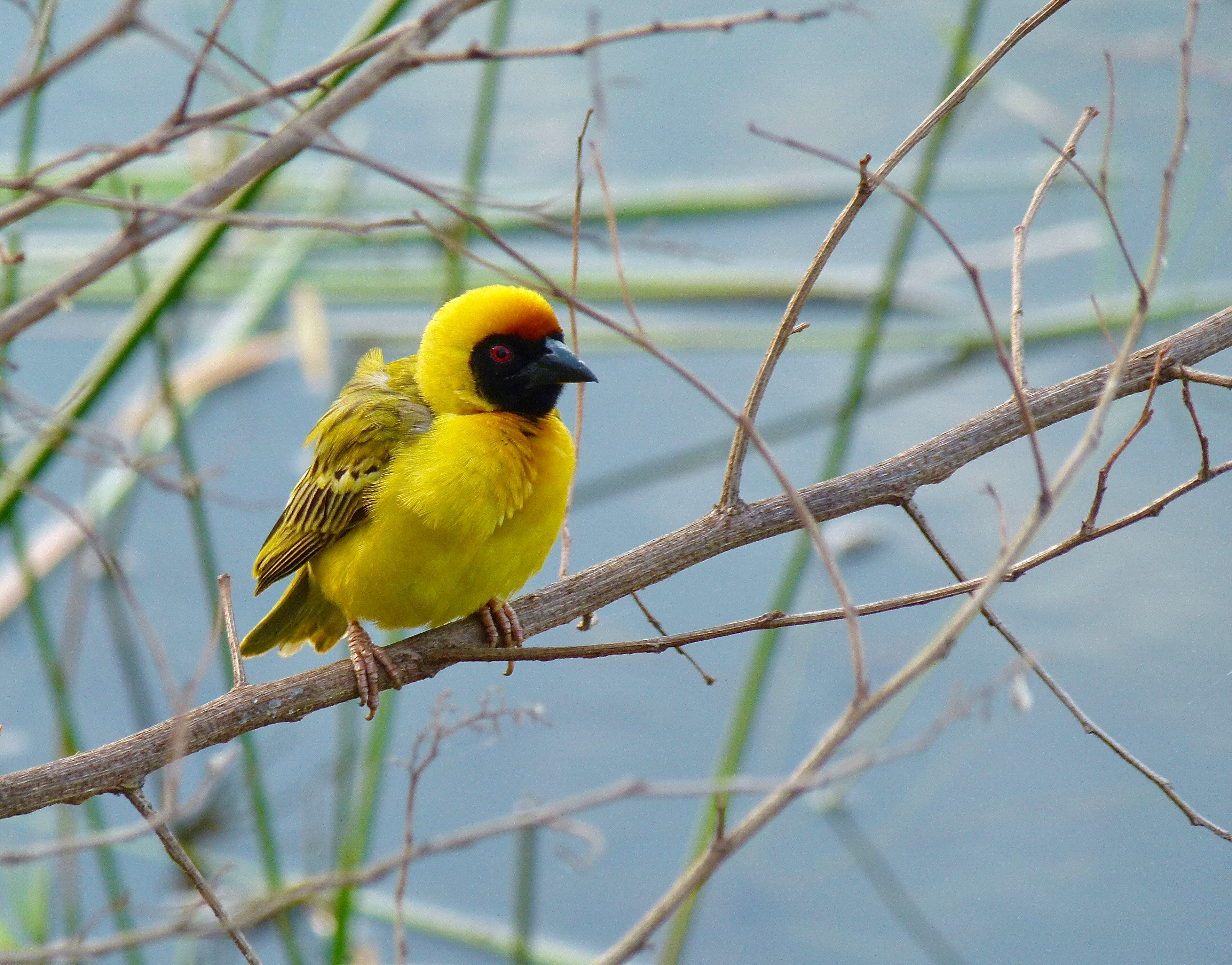 Image of African Masked Weaver