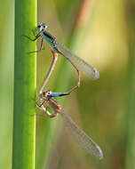 Image of forktail