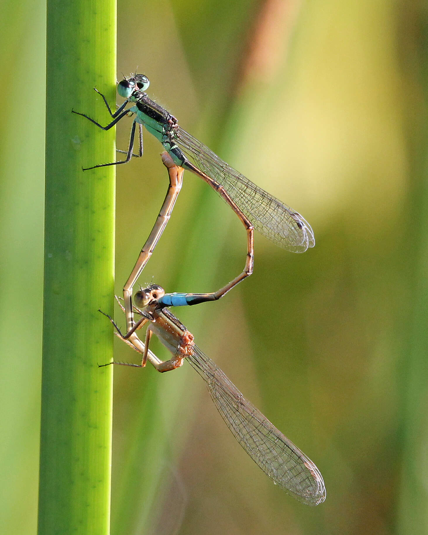 Image of forktail