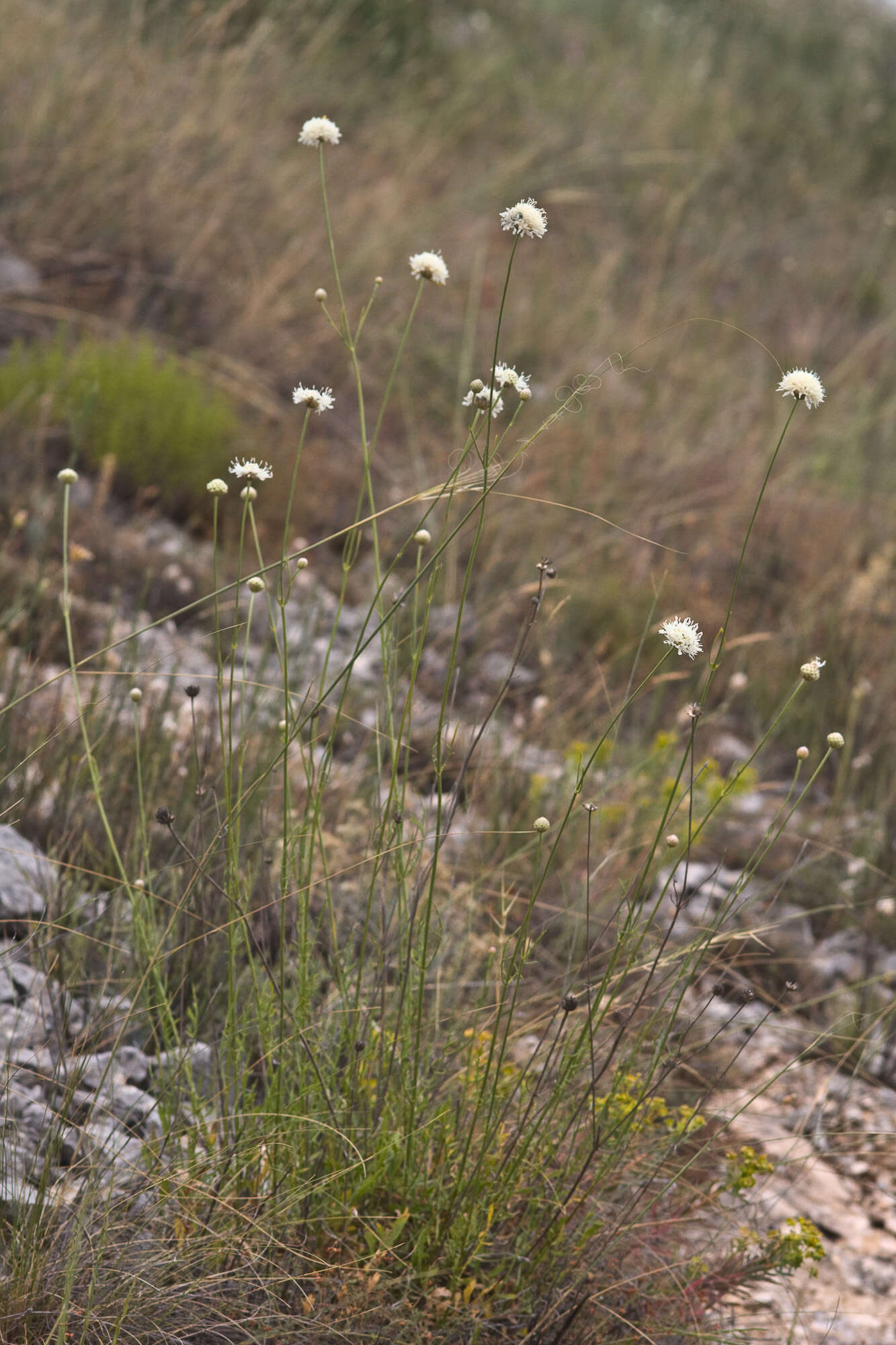 Image of cephalaria