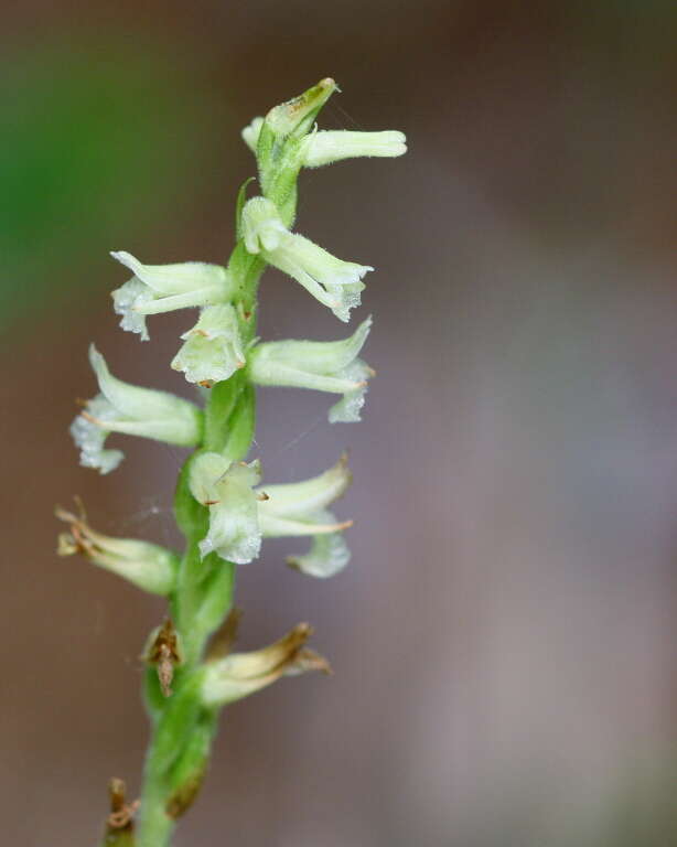 Image of Ladies'-tresses