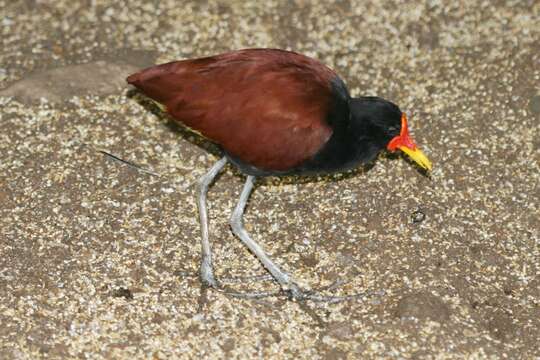 Image of Wattled Jacana